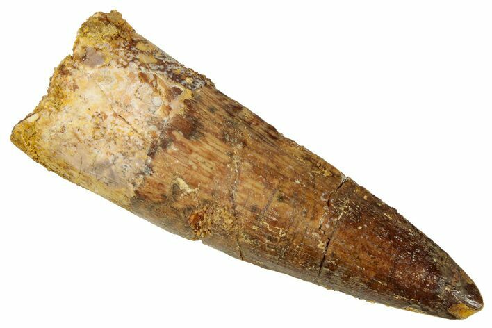 Fossil Spinosaurus Tooth - Real Dinosaur Tooth #329639